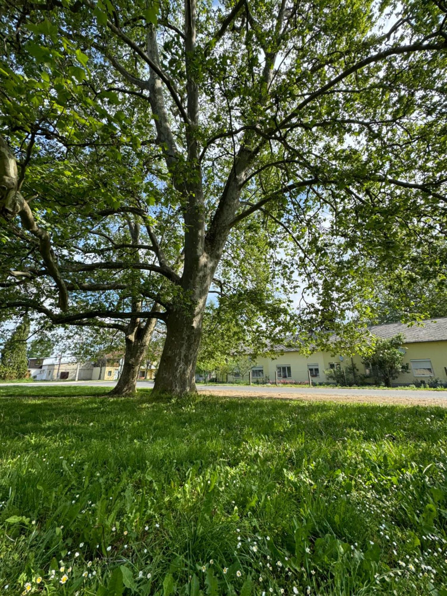 Platan Apartman Marcali Esterno foto